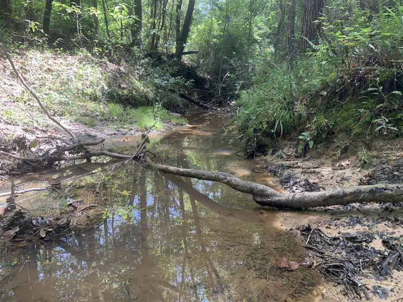 401 Acres Cusseta GA : Cusseta : Chattahoochee County : Georgia
