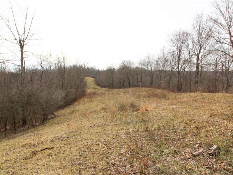 Wilsonwood Rd Tract 4, 84 Acres : Blue Rock : Muskingum County : Ohio