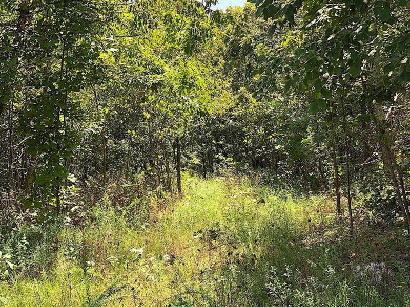 Hunting Land in Koshkonong, MO : Koshkonong : Howell County : Missouri
