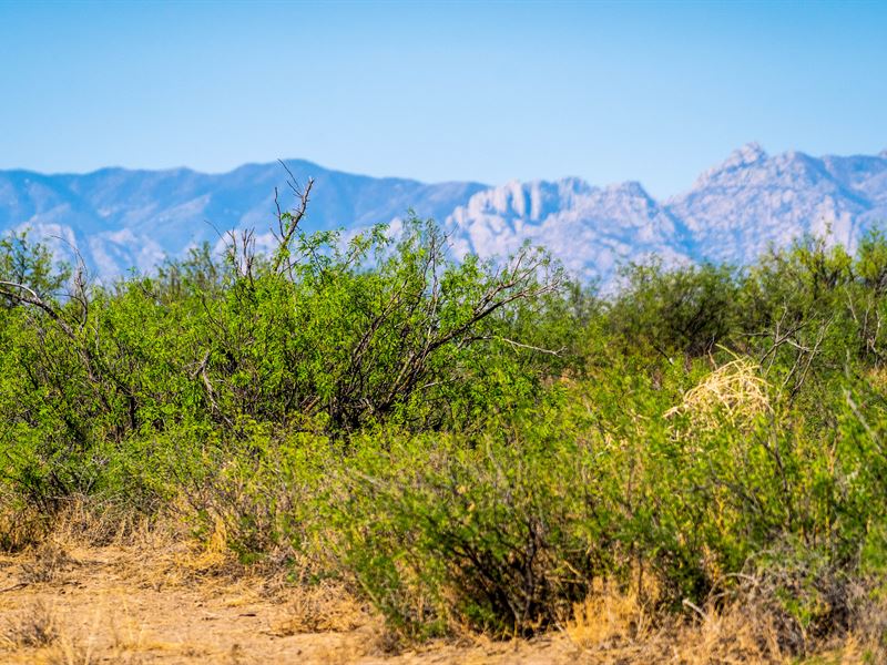 Peaceful 20 Acres in Willcox, AZ : Willcox : Cochise County : Arizona