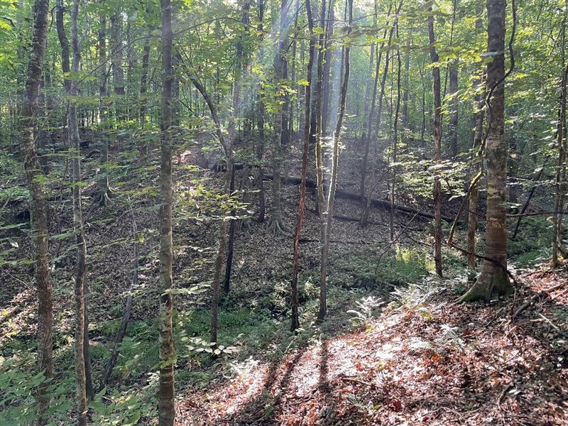 97 Acres on Hwy 22 New Site : New Site : Tallapoosa County : Alabama