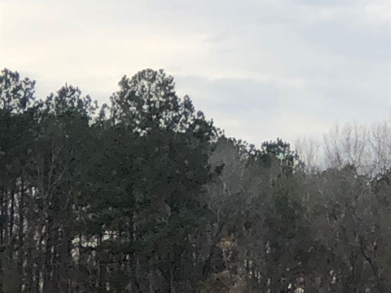 8Pt rd 72.56 Ac : Butler : Taylor County : Georgia