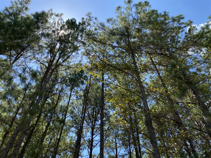 43 Acres, Brushy Creek Tract A2-6 : Trinity : Trinity County : Texas