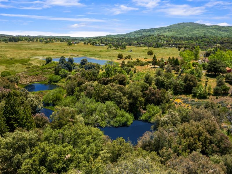 Oak Ridge Stock Farm : Julian : San Diego County : California