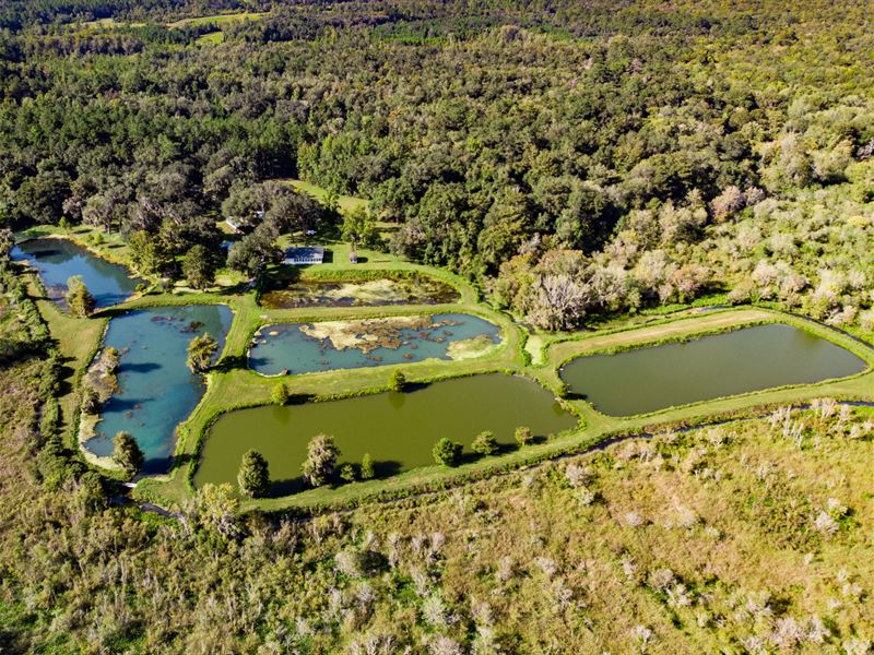 Natural Springs 230 Ac Madison FL : Greenville : Madison County : Florida