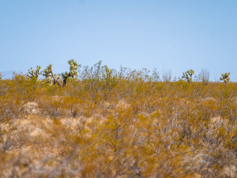 Beautiful, Remote, 40 Acre Lot : Kingman : Mohave County : Arizona