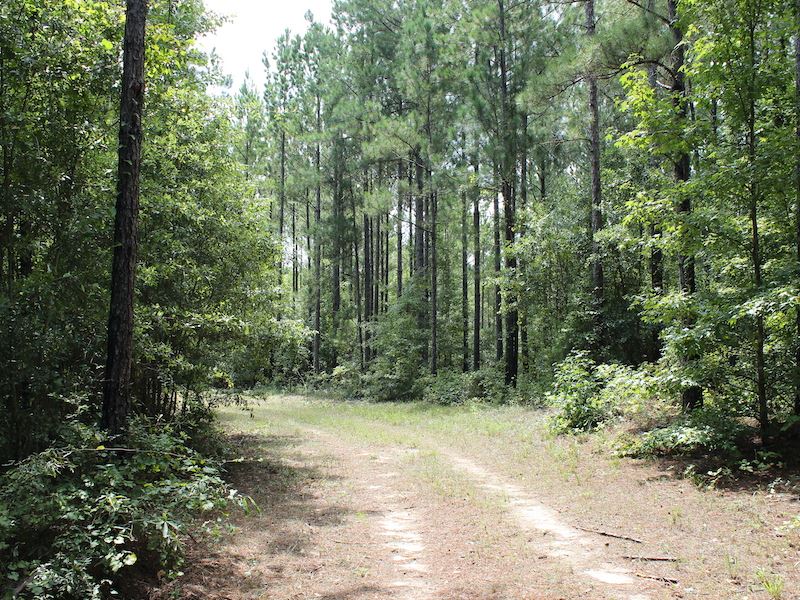Acreage with Homesite Near Auburn : Tuskegee : Macon County : Alabama