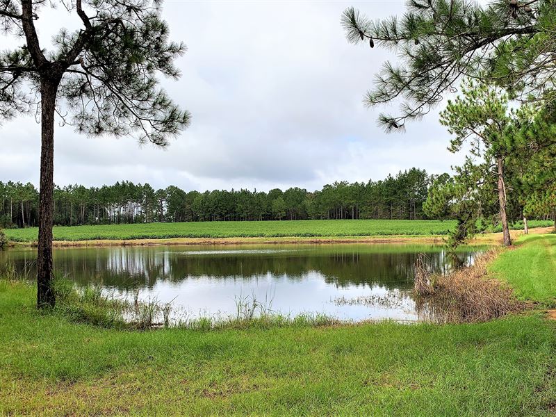Arabi Plantation : Arabi : Crisp County : Georgia