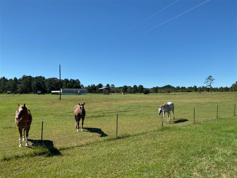Taylor County Horse Farm : Mauk : Taylor County : Georgia