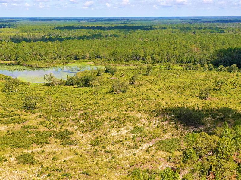 Levy Lake Lots, Lot 11 : Morriston : Levy County : Florida
