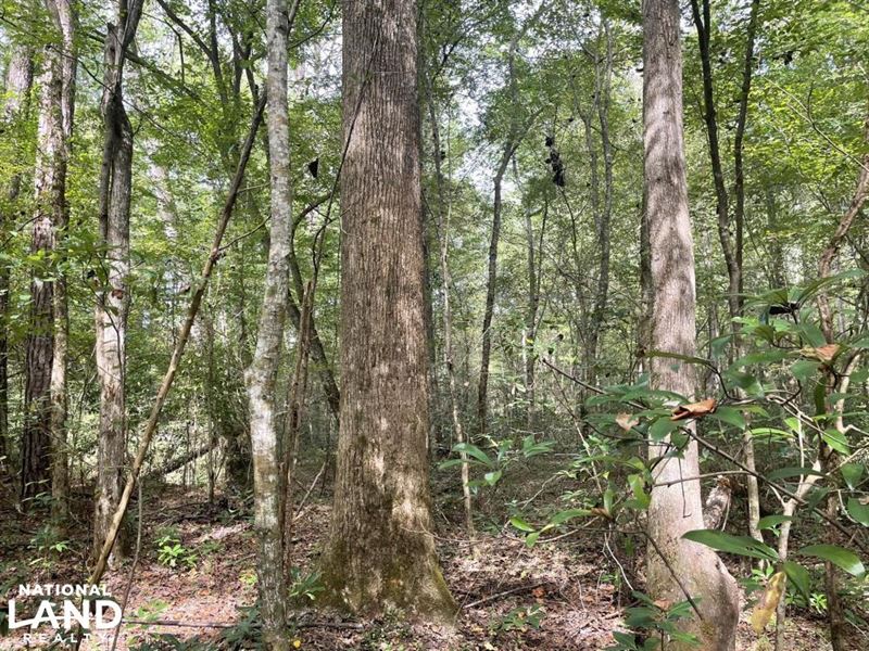 County Road 32 Homesite, Hunting : Moundville : Hale County : Alabama