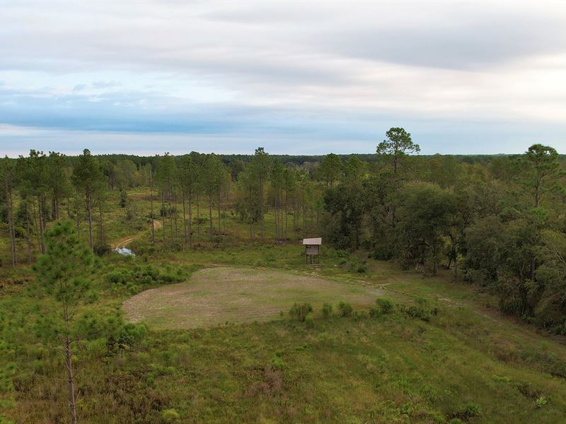 Fox Lake Woods : Chiefland : Levy County : Florida