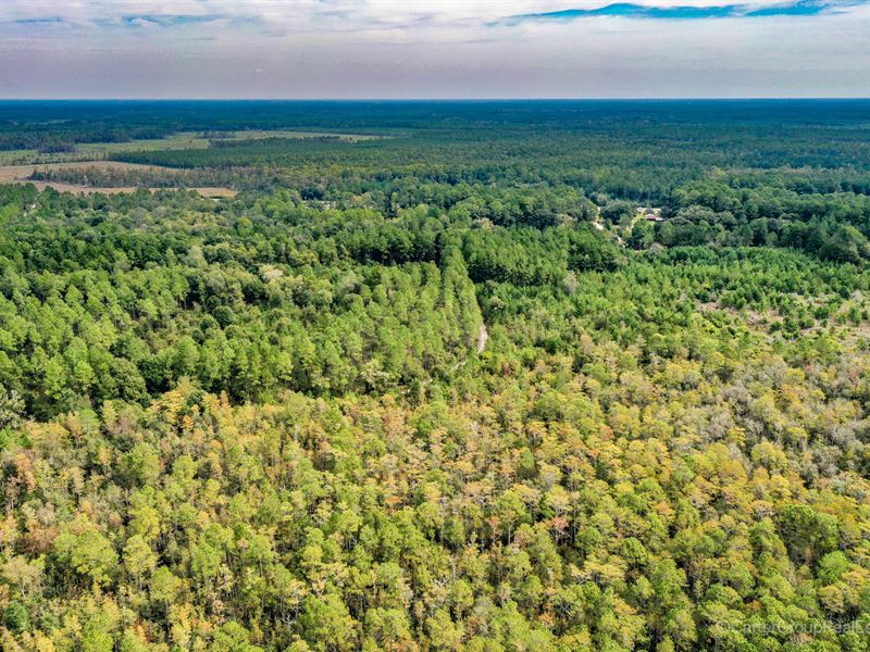 Wildlife Recreational Tract : Waycross : Ware County : Georgia