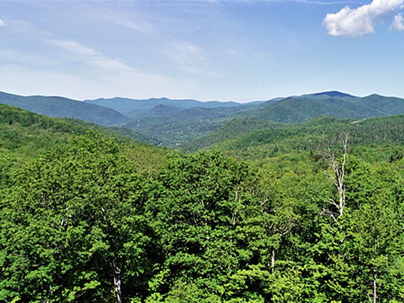 Rogers Peak Forest : Rochester : Windsor County : Vermont