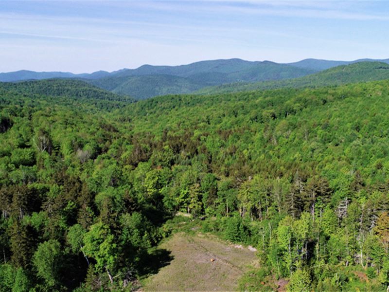 Breakneck Brook Forest : Bethel : Windsor County : Vermont