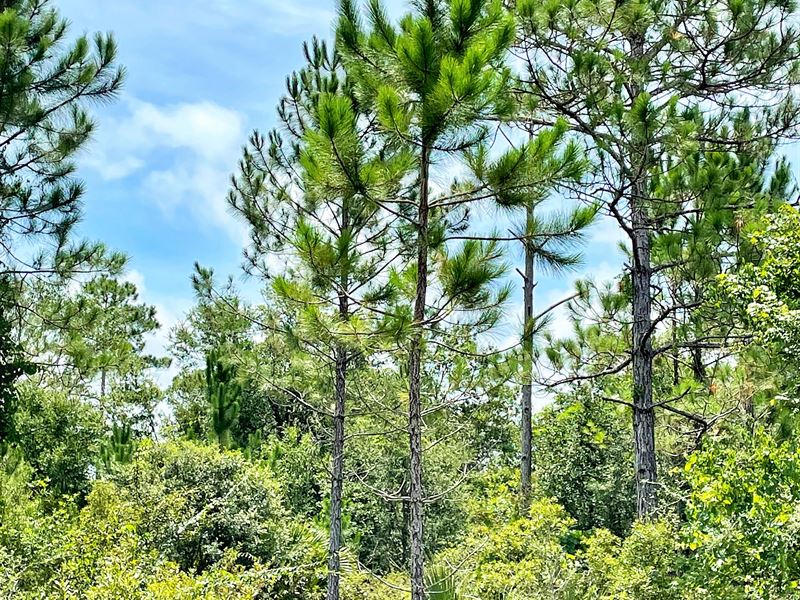 Powell Hammock Road : Lamont : Taylor County : Florida
