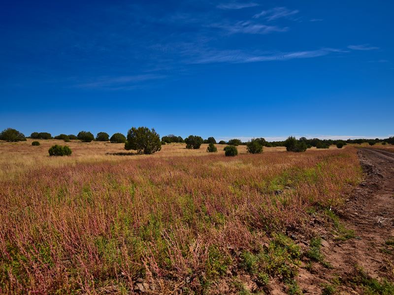 40 Acres of Seclusion : Williams : Coconino County : Arizona
