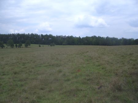 Looking for Pasture? : Crawfordville : Taliaferro County : Georgia