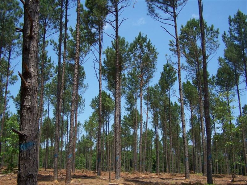Recreational and Timber Investment : Avera : Jefferson County : Georgia