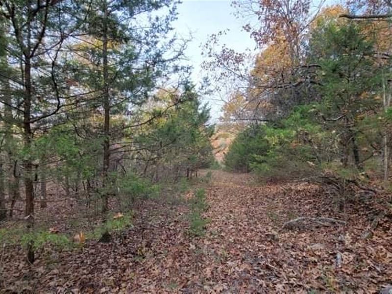 Wooded Land with Cabin in Missouri : Brixey : Ozark County : Missouri