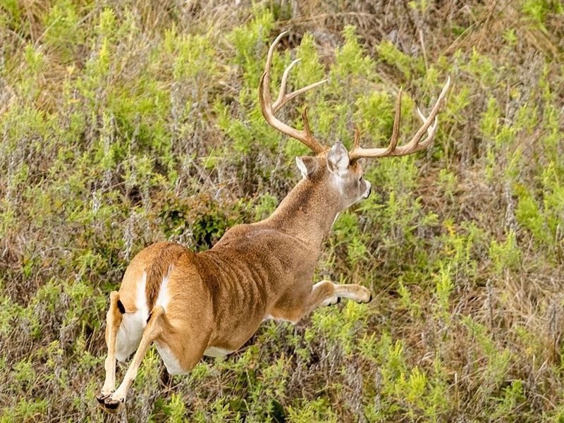 Black Brothers Muleshoe Ranch : Breckenridge : Stephens County : Texas