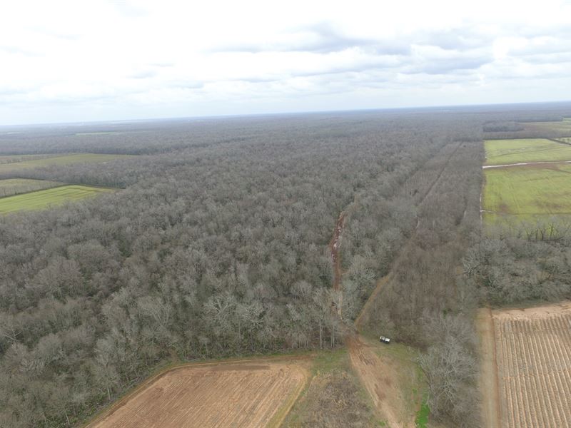 Avoyelles Parish Hunting Land : Evergreen : Avoyelles Parish : Louisiana