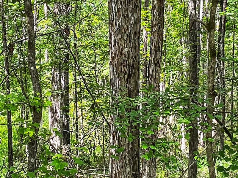 County Road 326 : Smiths Station : Lee County : Alabama