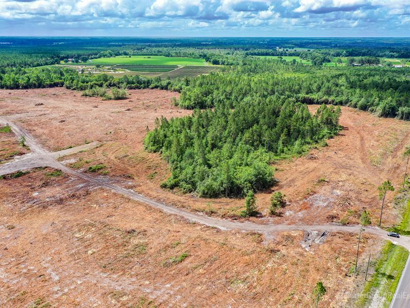 97 Acres on Satilla Church Rd : Baxley : Appling County : Georgia