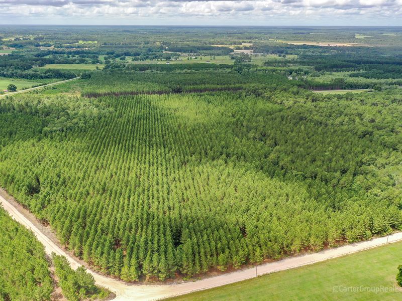 69 Acre Timberland : Baxley : Appling County : Georgia
