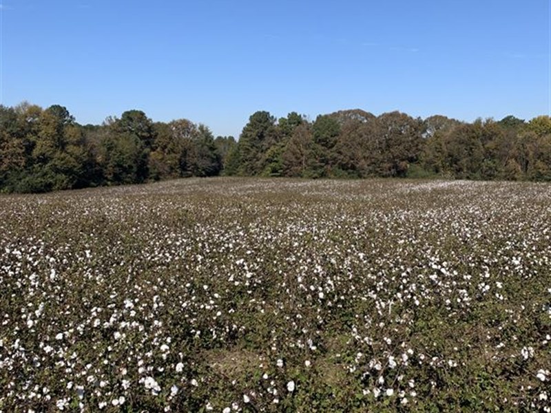 Mini-Farm Homesite Near Lafayette : Lafayette : Chambers County : Alabama