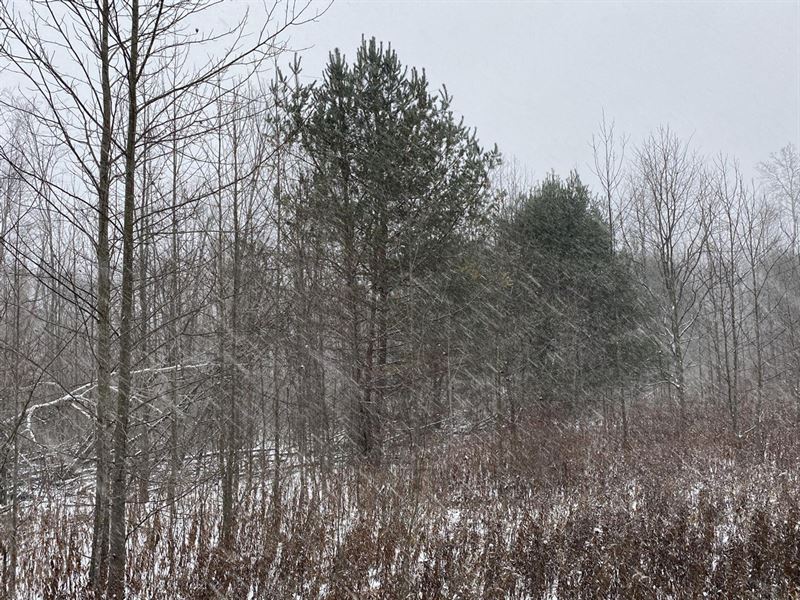 Swamp Rd. Mercer County, 116 Acres : Sandy Lake : Mercer County : Pennsylvania