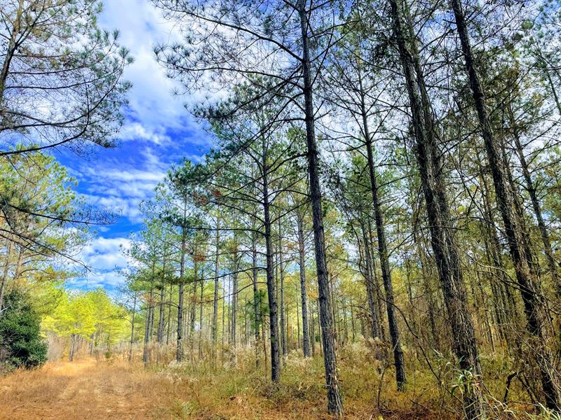 Cummings Road Plantation : Fort Valley : Crawford County : Georgia