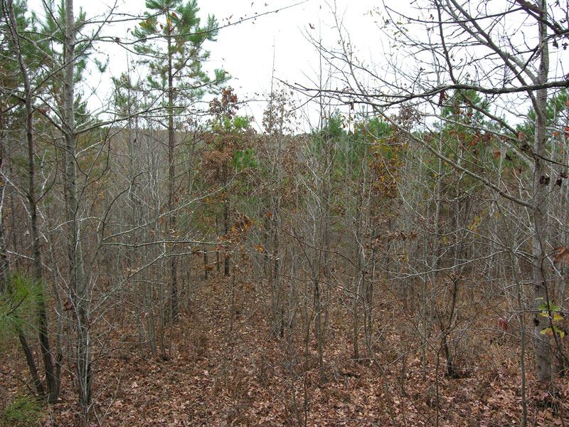 Price Reduced, 35 Acres, Wooded : Waynesboro : Burke County : Georgia