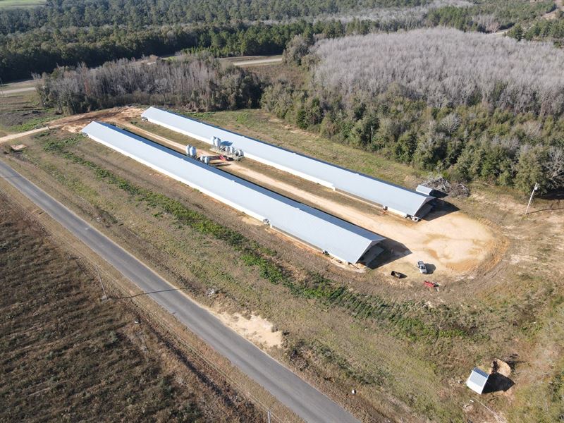 Rum Creek Breeder Farm : Wing : Covington County : Alabama