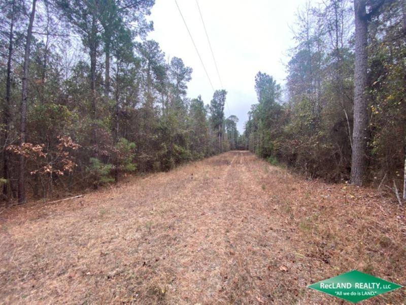 22.3 Ac, Timberland for Hunting Or : Lillie : Union Parish : Louisiana