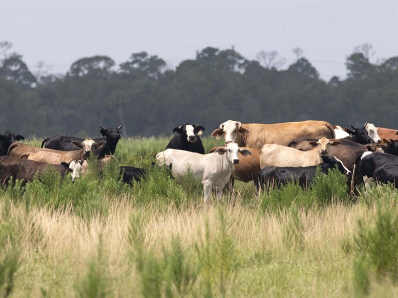 Corrigan Ranch : Fellsmere : Indian River County : Florida