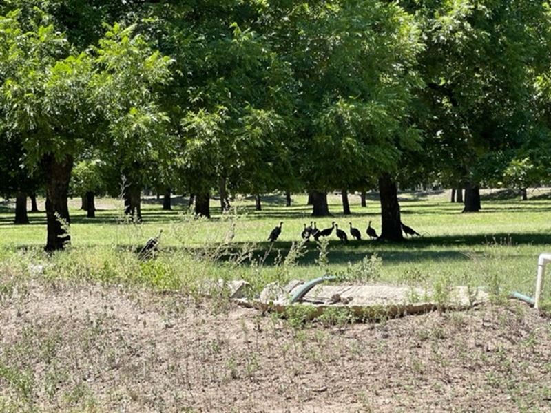 Rare Recreational Llano River Pecan, Ranch for Sale in Texas, 303055