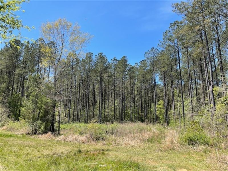 Tallahala Creek Tract : Petal : Forrest County : Mississippi