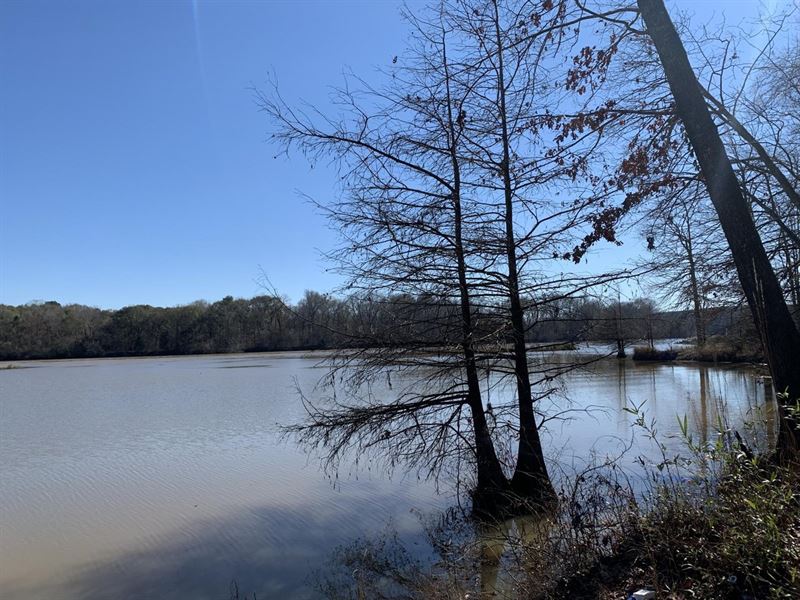 Beautiful Tombigbee Waterfront Prop : Aliceville : Sumter County : Alabama