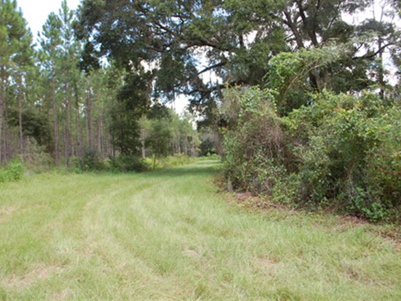 Hunters Alert : Hawthorne : Alachua County : Florida