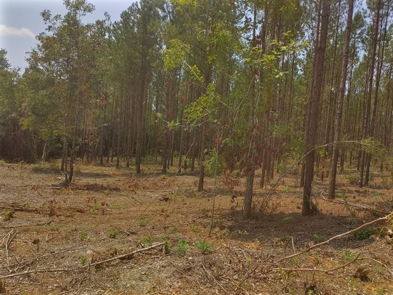 North Coffee County 32 Acres : Elba : Coffee County : Alabama