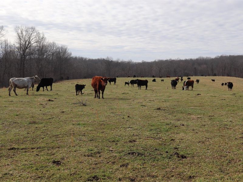 Beautiful Cattle Farm and More : Tompkinsville : Monroe County : Kentucky