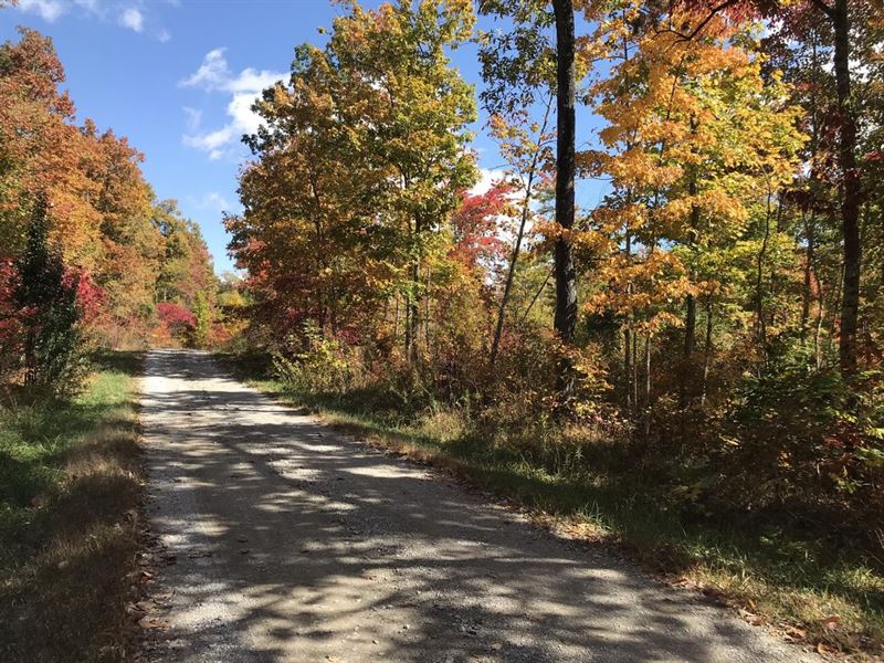 244 Acres Bordering Skinner Mountai : Wilder : Fentress County : Tennessee