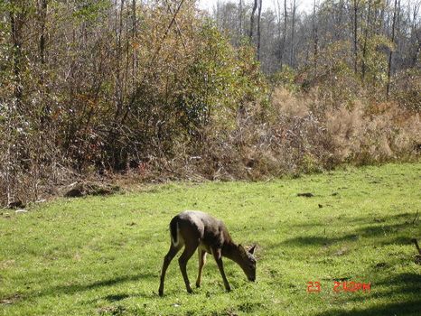 71.37 Acres : Highland Home : Crenshaw County : Alabama
