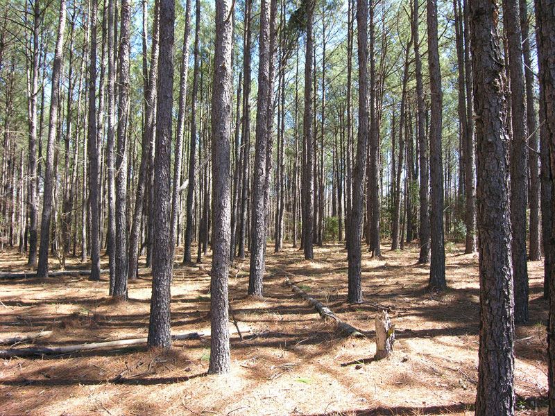 16.96 Acres, Wooded : Sardis : Burke County : Georgia