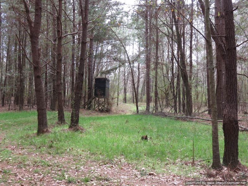 80.57 Acres with Creek Views : Mize : Smith County : Mississippi