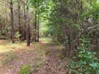 Mature Timber on The Creek : Elba : Coffee County : Alabama
