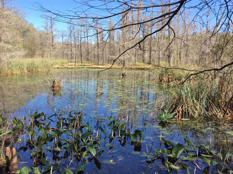 Finks Mill Road Tract : Florala : Covington County : Alabama