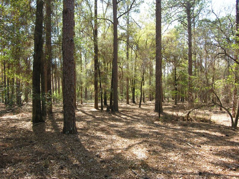 Reduced 65 Ac, Open, Wooded, Water : Waynesboro : Burke County : Georgia