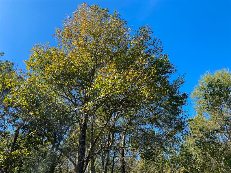 581 Acres, Devers Forest, Ranch for Sale in Texas, 310811 RANCHFLIP